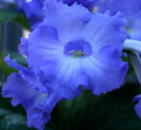 Smerf.jpg