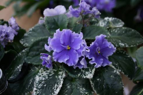 Ma's Pretty Blue.jpg