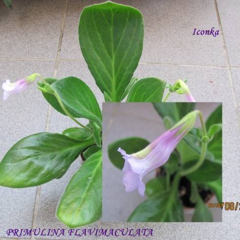 Primulina flavimaculata.jpg