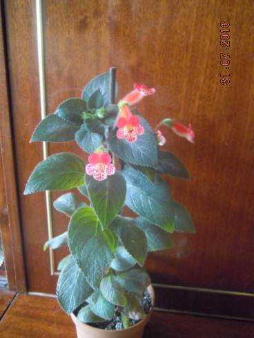 DSCN2246.JPG