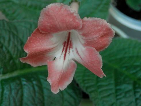 JL-Breat Sun.jpg