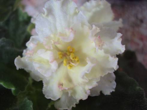 Sunkissed Rose.jpg