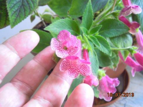 DSCN2015.JPG
