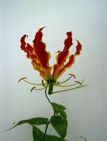 Gloriosa rothschildiana.jpg