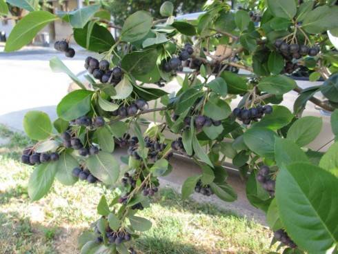 Aronia.jpg