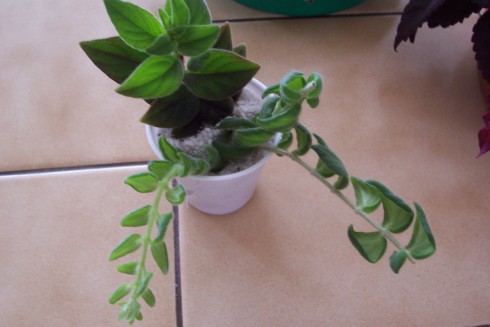 100_4072.JPG