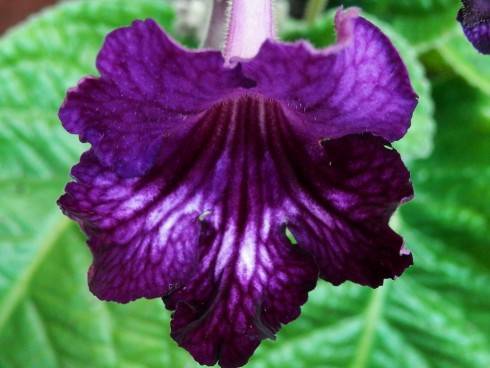 JL-Purple Ink.jpg