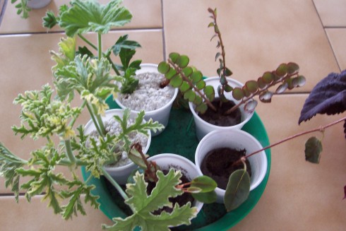 100_4073.JPG