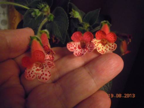 DSCN2847.JPG