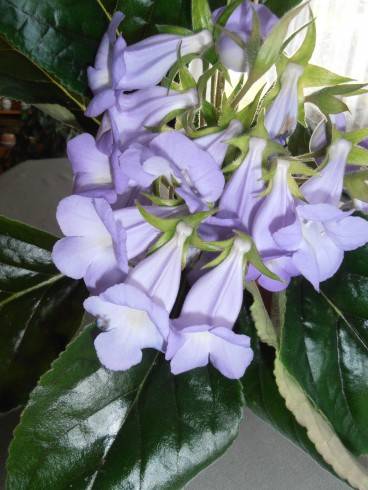Sinningia speciosa Brasilia.JPG