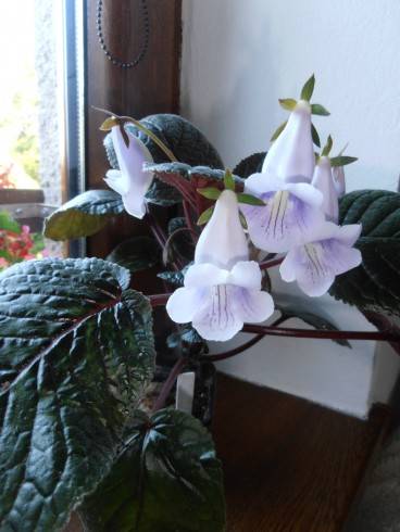 Sinningia eumorpha Saltao.JPG