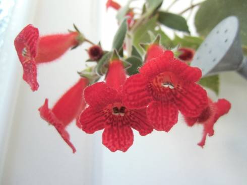 Kohleria eriantha.jpg