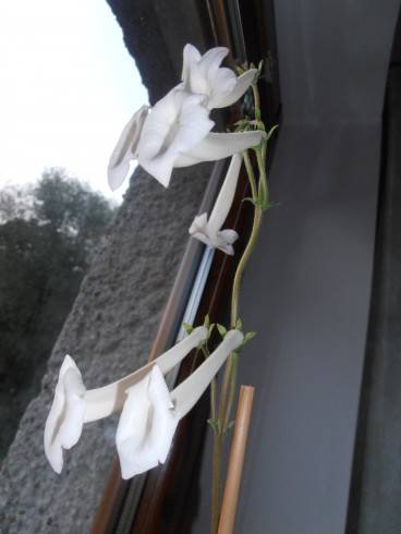 Sinningia tubiflora.jpg