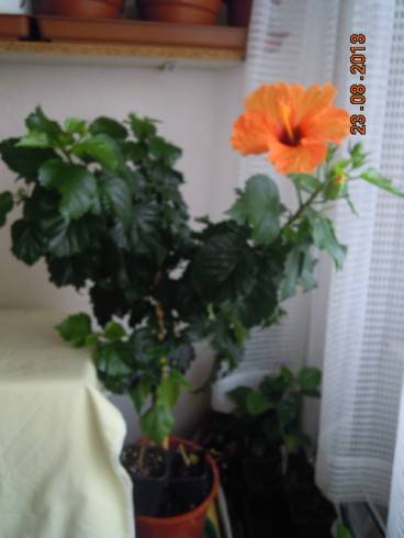 DSCN2945.JPG