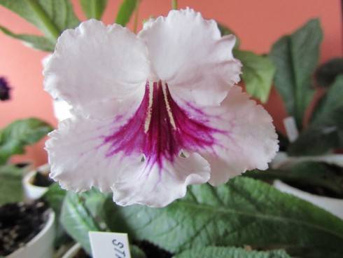 Fernwood's Cherries Jubilee.jpg