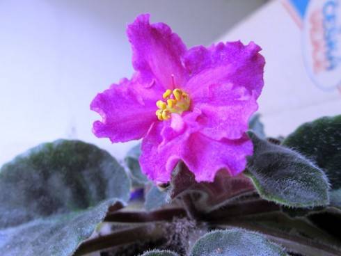 EK-Parkinia.jpg