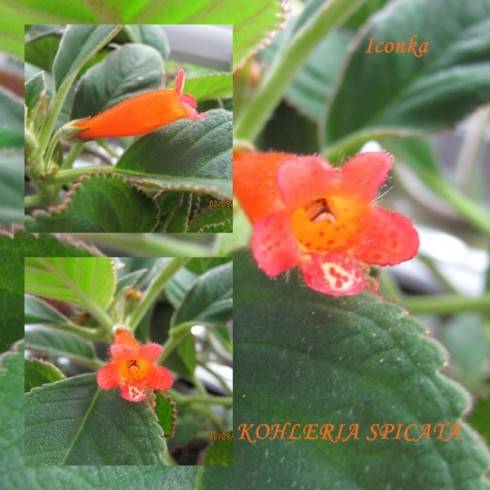 Kohleria spicata.jpg