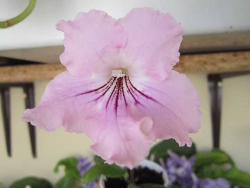 sem IM-Pink Paradise A94.jpg