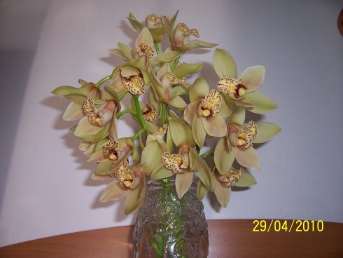 cymbidium2010 006.jpg