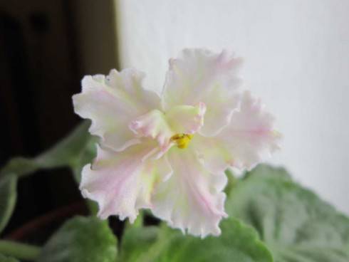 Sunkissed Rose.jpg
