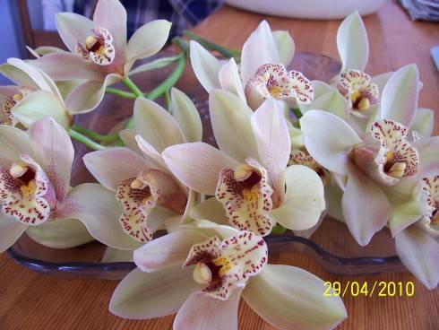 cymbidium2010 003.jpg