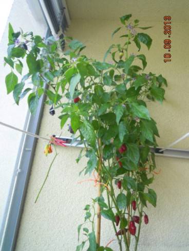 DSCN3257.JPG