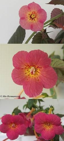 Blommia.jpg