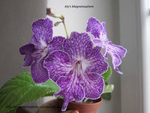 Aly's Magnetosphere.jpg
