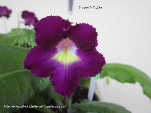 Burgundy Ruffles.jpg