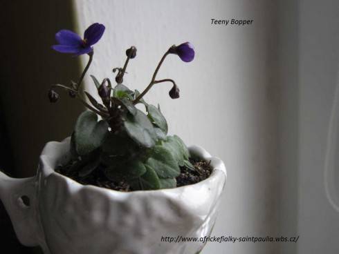Teeny Bopper.jpg