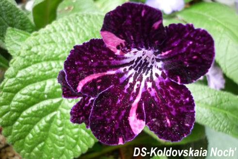DS-Koldovskaia Noch'.jpg