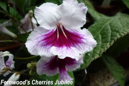 Fernwood's Cherries Jubilee.jpg