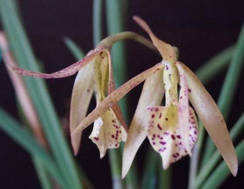 Laelia milleri x Brassavola nodosa.jpg