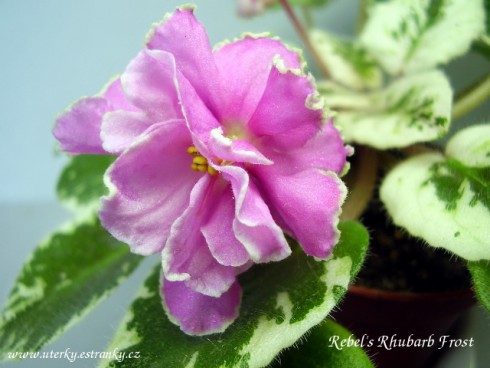 Rebel's Rhubarb Frost.jpg