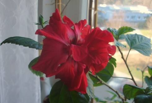 ČERVENÝ PLNÝ 10.8.2009.JPG