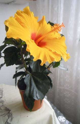 Royall Yellow,.JPG