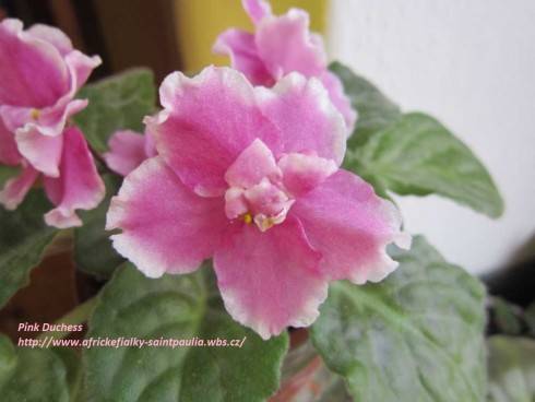 Pink Duchess.jpg