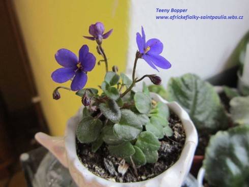 Teeny Bopper.jpg