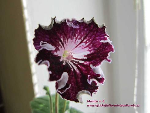 s mambo 300920133.jpg