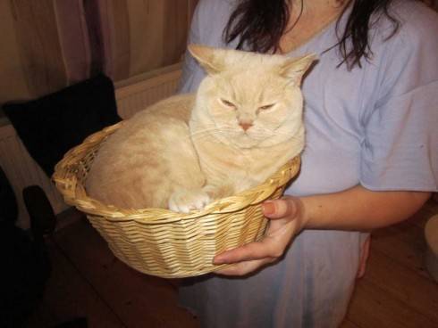 kočikoš.jpg