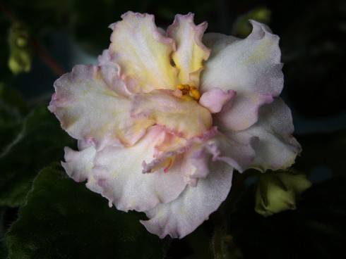 Sunkissed Rose.jpg