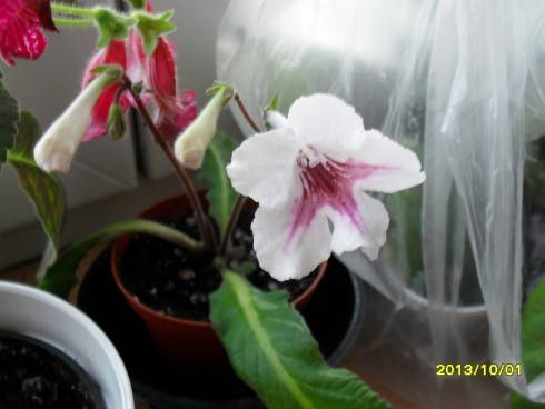 2012-2013 619.jpg