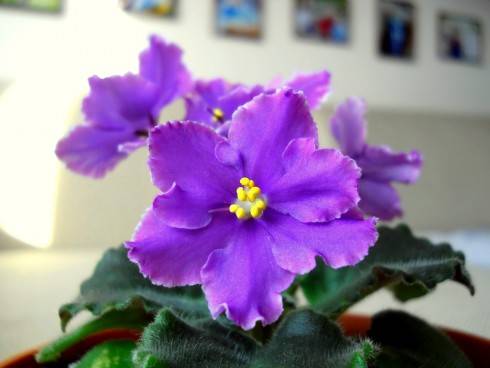 Special Treat - 2. rostlina.jpg