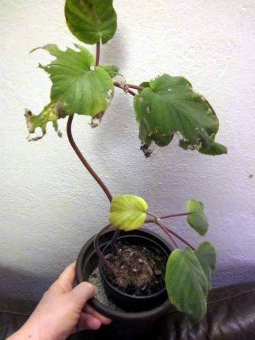 Sinningia douglasii.jpg