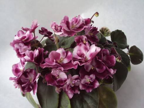 Mac's Southern Springtime.JPG