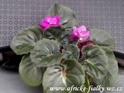 Granger's Dubonette Deb.jpg