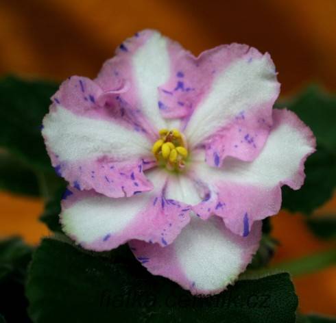 Carnation Sprinkles.jpg