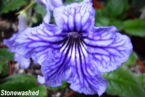 Stonewashed.jpg