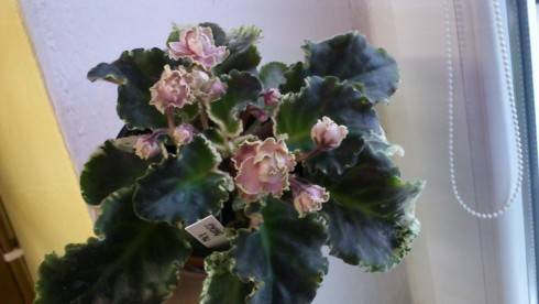 Ma's Corsage.jpg