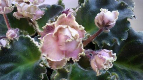 Ma's Corsage.jpg